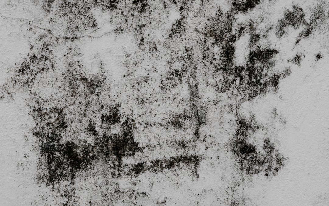 Will Double Glazing Stop Mould?